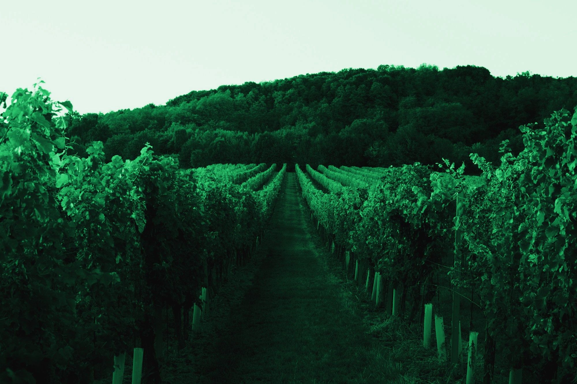 Rangs de vignes